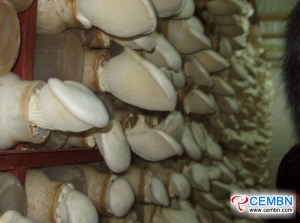 Pleurotus nebrodensis produced in bottles imply a prosperous future