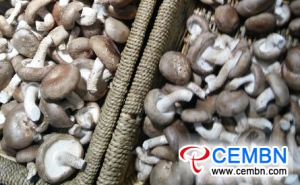 Anhui Fuyang Logistic Center of Agricultural Products: Analysis of Mushroom Price