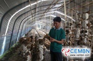 Mushroom industry flourishes in Guizhou Province, China
