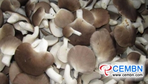 Mushroom industry experiences qualitative leap