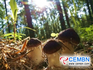 Stropharia rugosoannulata farmed under the forest fattens growers&rsquo; wallet