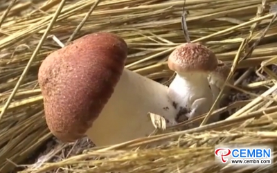 Prosperous mushroom industry generates 1.4 billion CNY of annul output value in this county