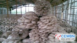 Anhui Zhougudui Market: Analysis of Mushroom Price