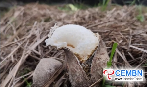 Dictyophora indusiata cropping: Annual sales volume hits 20 million CNY