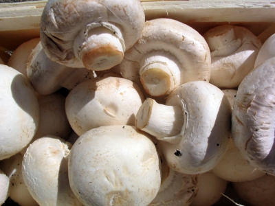Saint Petersburg plans to build a mushroom nursery soon