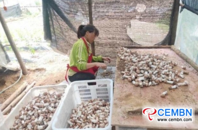 Agaricus blazei cultivation is fattening poor households’ wallet