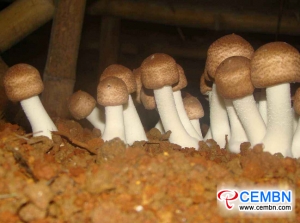 Brazil mushroom indicates a flourishing tomorrow