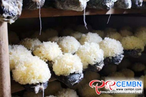 Standardized production propels the upgrading and transformation of mushroom industry