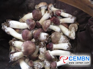 Stropharia rugoso-annulata cultivation wins a promising prospect