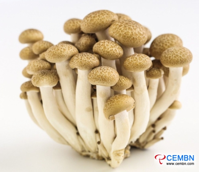 Shanxi Hexi Market: Analysis of Mushroom Price