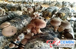 Start-up story: College student launches into Shiitake cultivation and earns bright incomes
