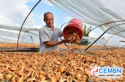 Growing mushrooms to boost revenues