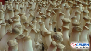 Shanxi Hexi Market: Analysis of Mushroom Price