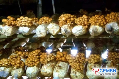 Growing Pholiota nameko can be a lucrative business