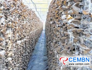 Trial hanging-bag Black fungus cultivation gets fruitful outcomes
