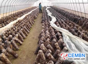 Mushroom industry holds up the dream of a prosperous future