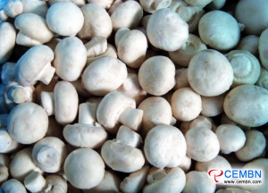 Up-to-date quotation tendency of mushroom’s market price