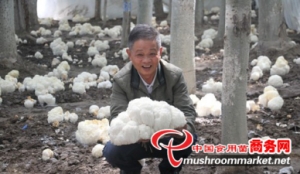 Trial cultivation of under-forest Hericium realized its success