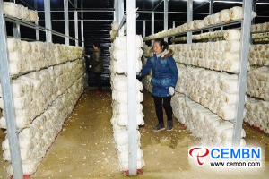 Pleurotus geesteranus farming provides weapon for poverty removal