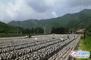 Wood ear cultivation means a prosperous industry