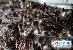 Water temperature exerts significant influence on organic Straw mushroom