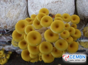 By 2017, expected output value of mushroom industry reaches 1.8 billion CNY