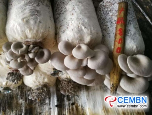 How to obtain high output and orderly fruiting on first flush of mushroom?