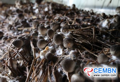 Why Straw mushrooms behave withered?