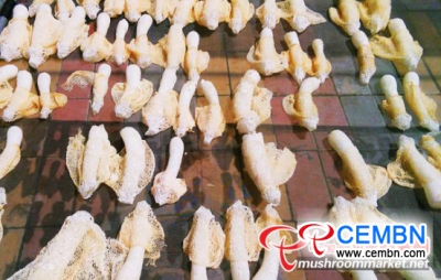 Beijing of China: Bamboo fungi cultivated in over 30 mu of land are coming into season