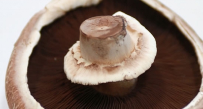 What if your cellphone would run on #mushrooms?