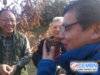 Panzhihua City of Sichuan Province: Bionic Truffle cultivation got its first crop