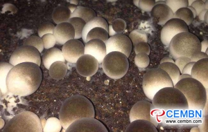 Chongqing City: Trial Straw mushroom cultivation got succeeded