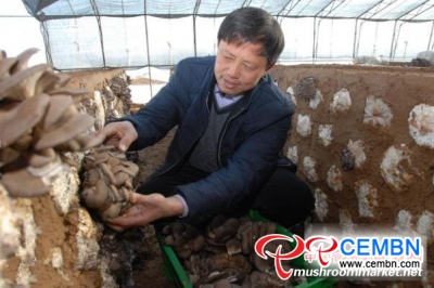 Oyster mushrooms are evolving into picking period