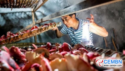 Fujian Province: Russula mushrooms are coming into season