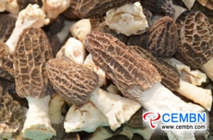 Industrialized production of Morel strain achieved its success