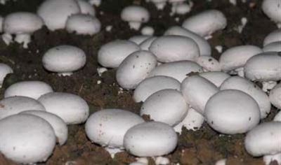 Mushroom growing can be a prosperous industry