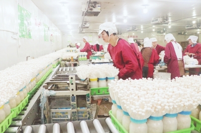 Fujian VANCHEN Mushroom Biotechnology Inc: Daily mushroom output reaches 110 tons