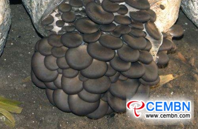 Growth Conditions on 10 Mushroom Varieties