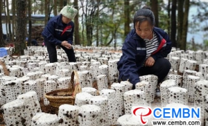 Mushroom industry shows fast and vigorous tendency in Guizhou Province, China