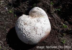 Rare Mushroom Discovered Again in Namwon