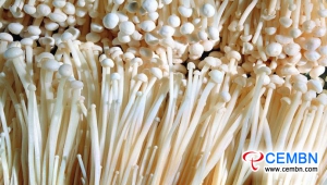 Shandong Kuangshan Market: Analysis of Mushroom Price