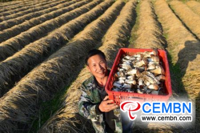 Mushroom industry is growing steadily in Jianhe County, Guizhou Province of China