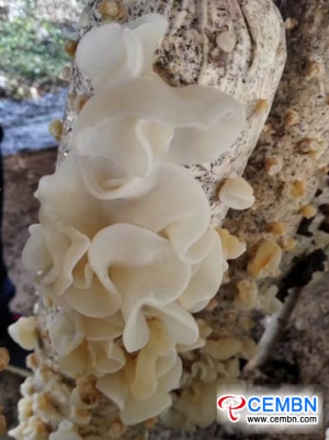 Auricularia fuscosuccinea cultivation hints a booming future