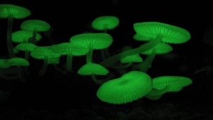 Why Do Some Mushrooms Glow In The Dark?