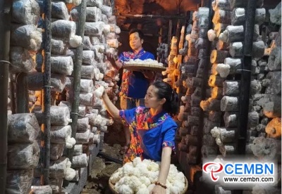 How about growing Hericium mushrooms in caves?