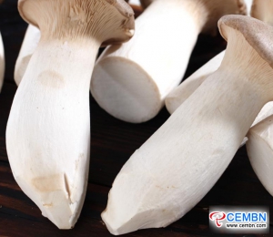 Guangdong Haijixing Market: Analysis of Mushroom Price