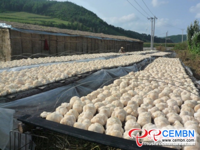 Mudanjiang City reinforces the development of mushroom industry