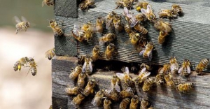 Save the bees: Mushroom extracts may help fight viruses that contribute to colony collapse disorder