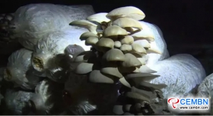 Pleurotus geesteranus cultivated in grotto help save cost and gain more incomes