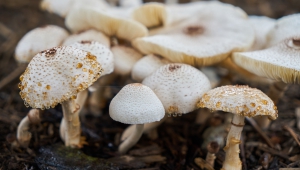 10 Facts about mushrooms that are bound to grow on you